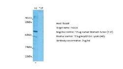TEAD3 Rabbit anti-Human, Polyclonal, Novus Biologicals 0.1 mL | Buy Online | Novus Biologicals | Fisher Scientific